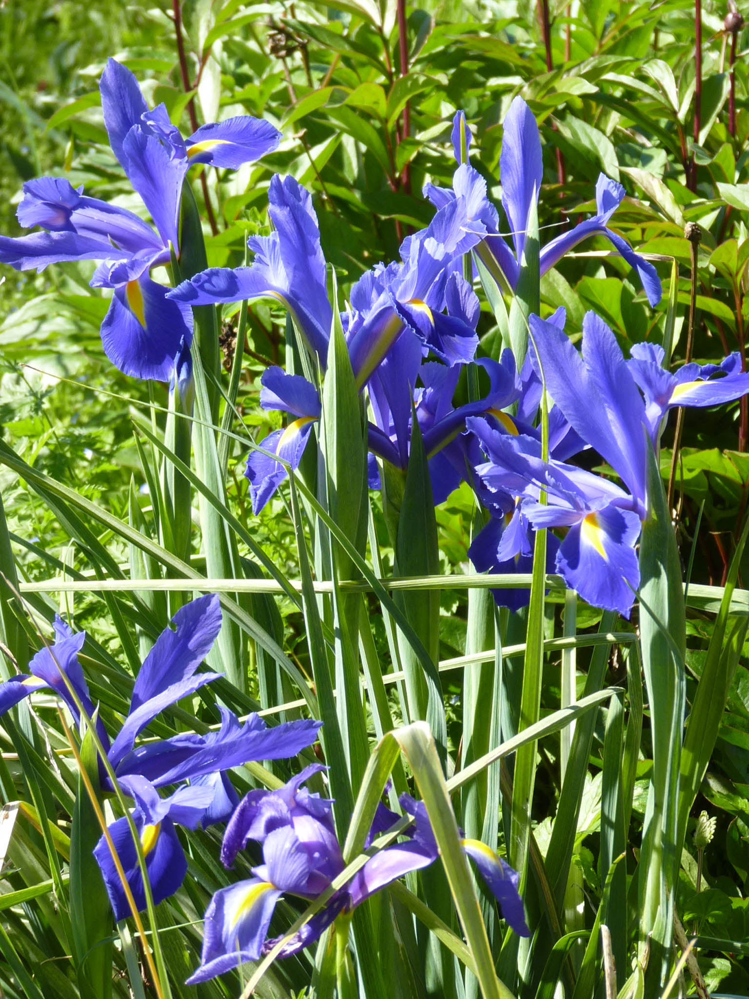 Iris × hollandica